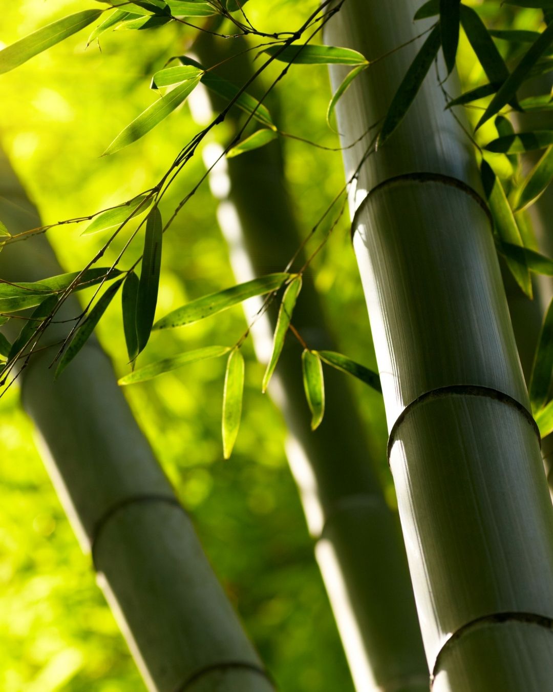 The Bamboo Bedding Showdown: Viscose vs. Lyocell